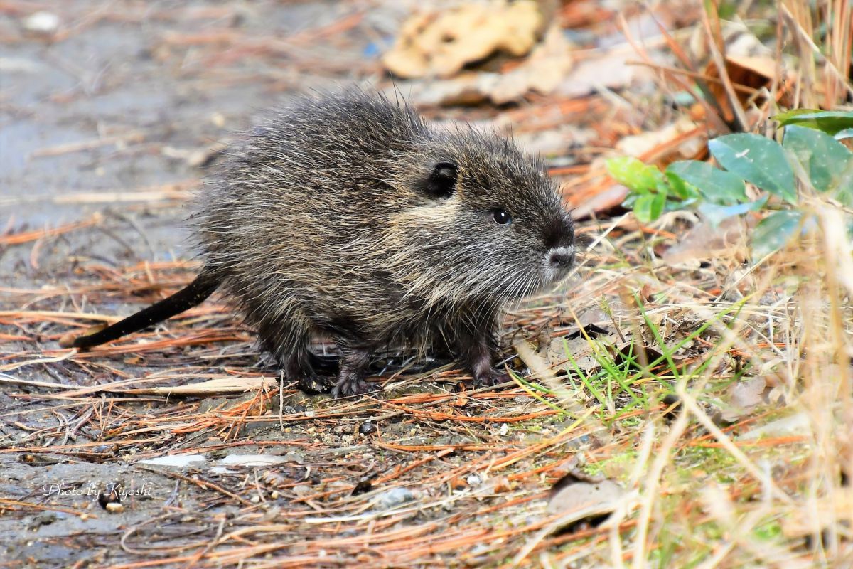 おかあさん どこ 迷子になった 子供のヌートリア 動物 小動物 Ganref