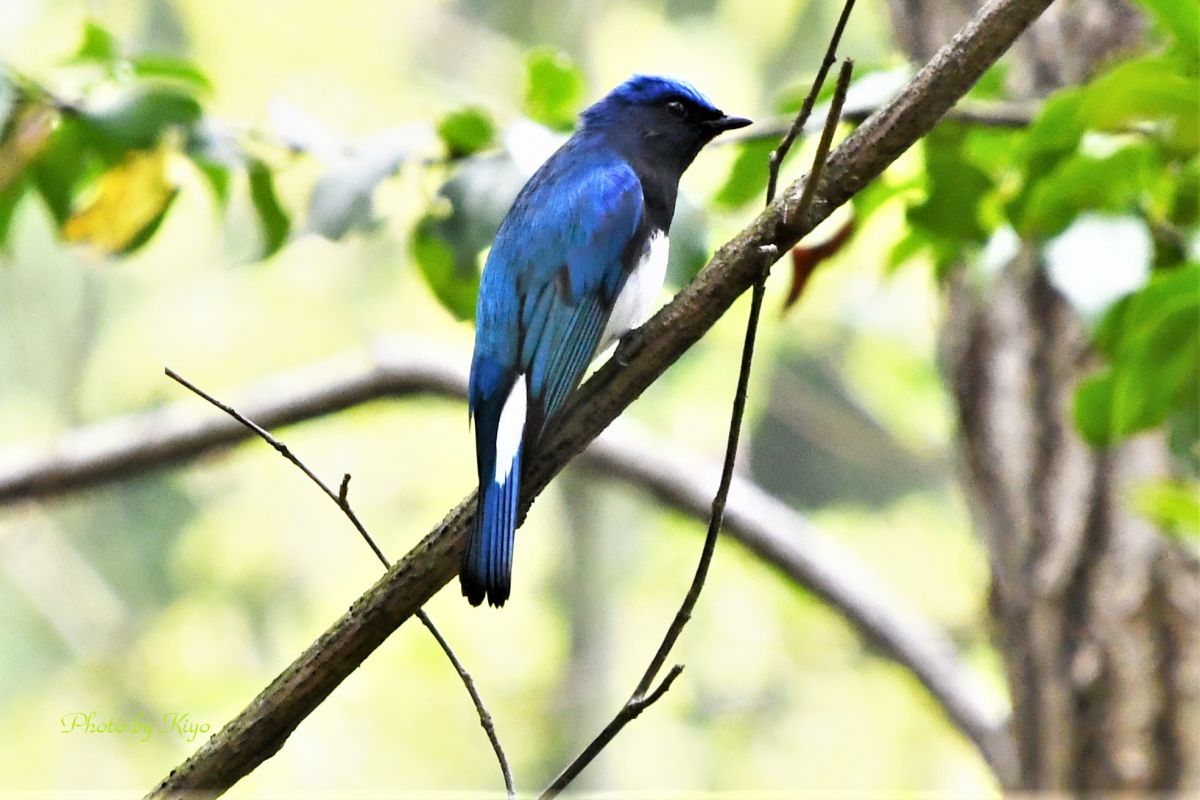 色鮮やか オオルリ 動物 鳥類 Ganref