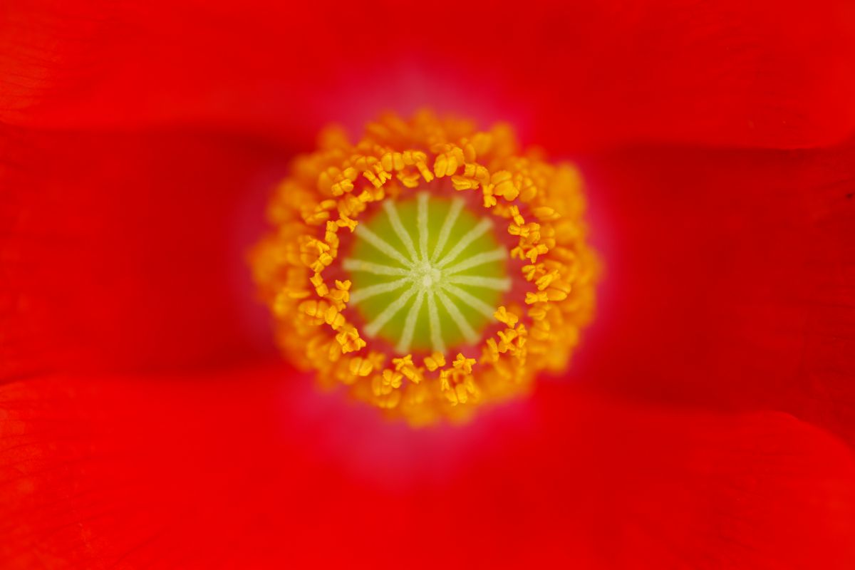 雛芥子の紋章 植物 花 花びら Ganref