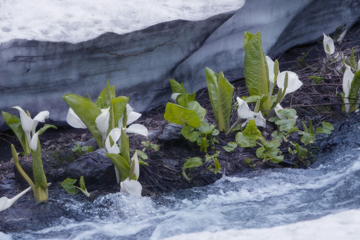 雪解けに芽吹くミズバショウ 自然 風景 水辺 Ganref