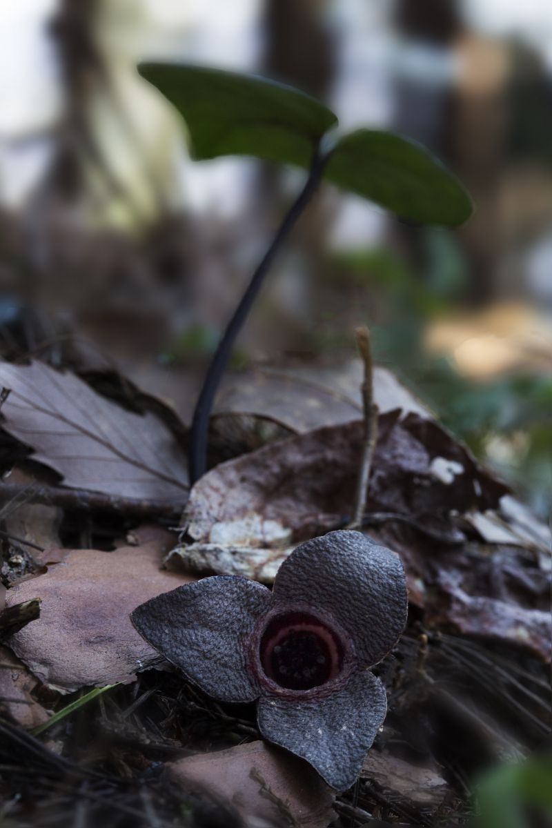 ー コシノカンアオイ ー 植物 花 花びら Ganref