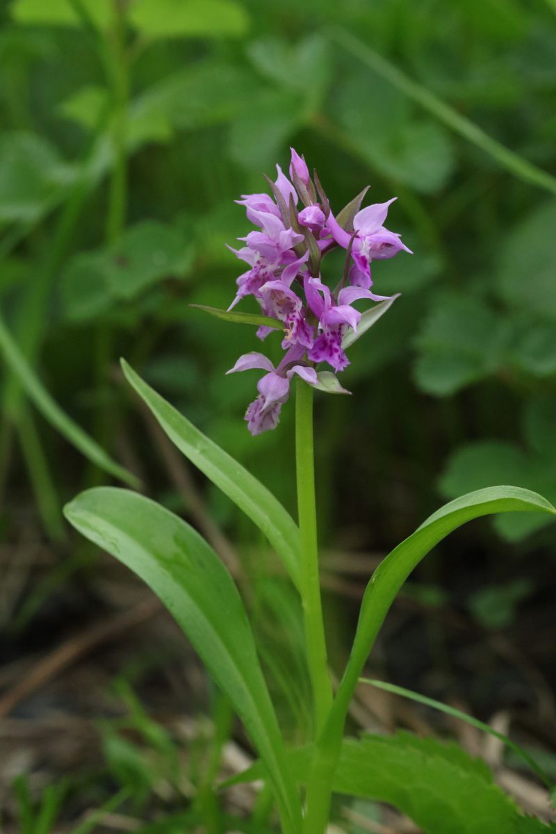 ー ハクサンチドリ ー 月山 植物 花 花びら Ganref