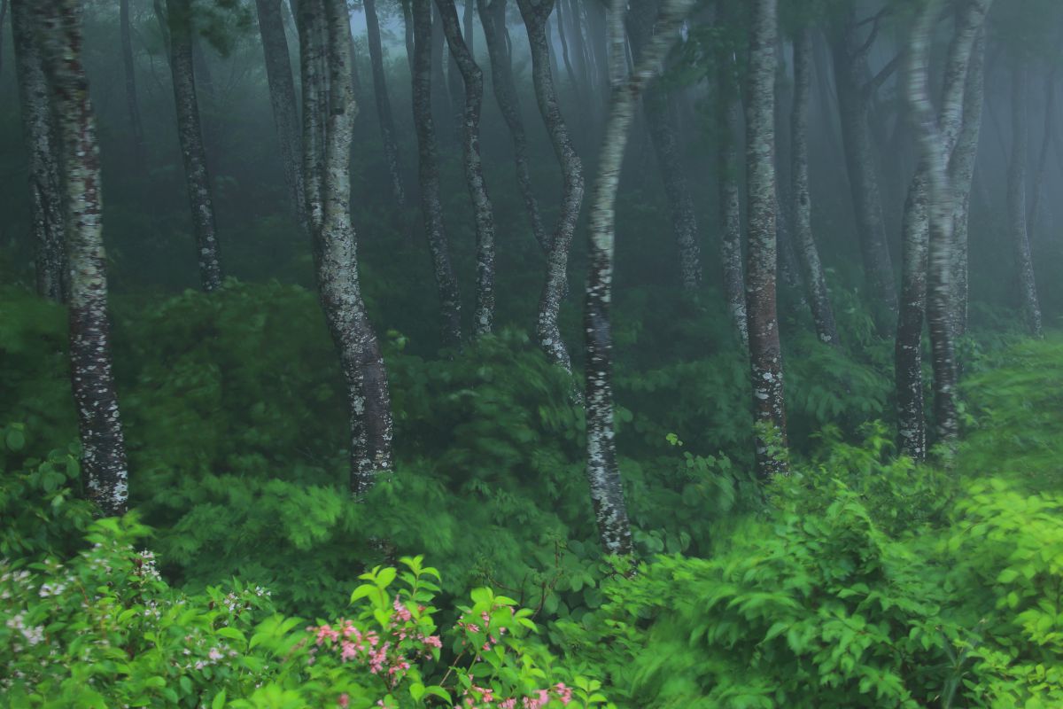ー 風さわぐブナの森 ー 鳥海山 自然 風景 森林 Ganref