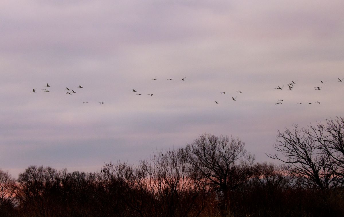 ー 朝焼に飛び立つ白鳥の群れ ー 動物 鳥類 Ganref