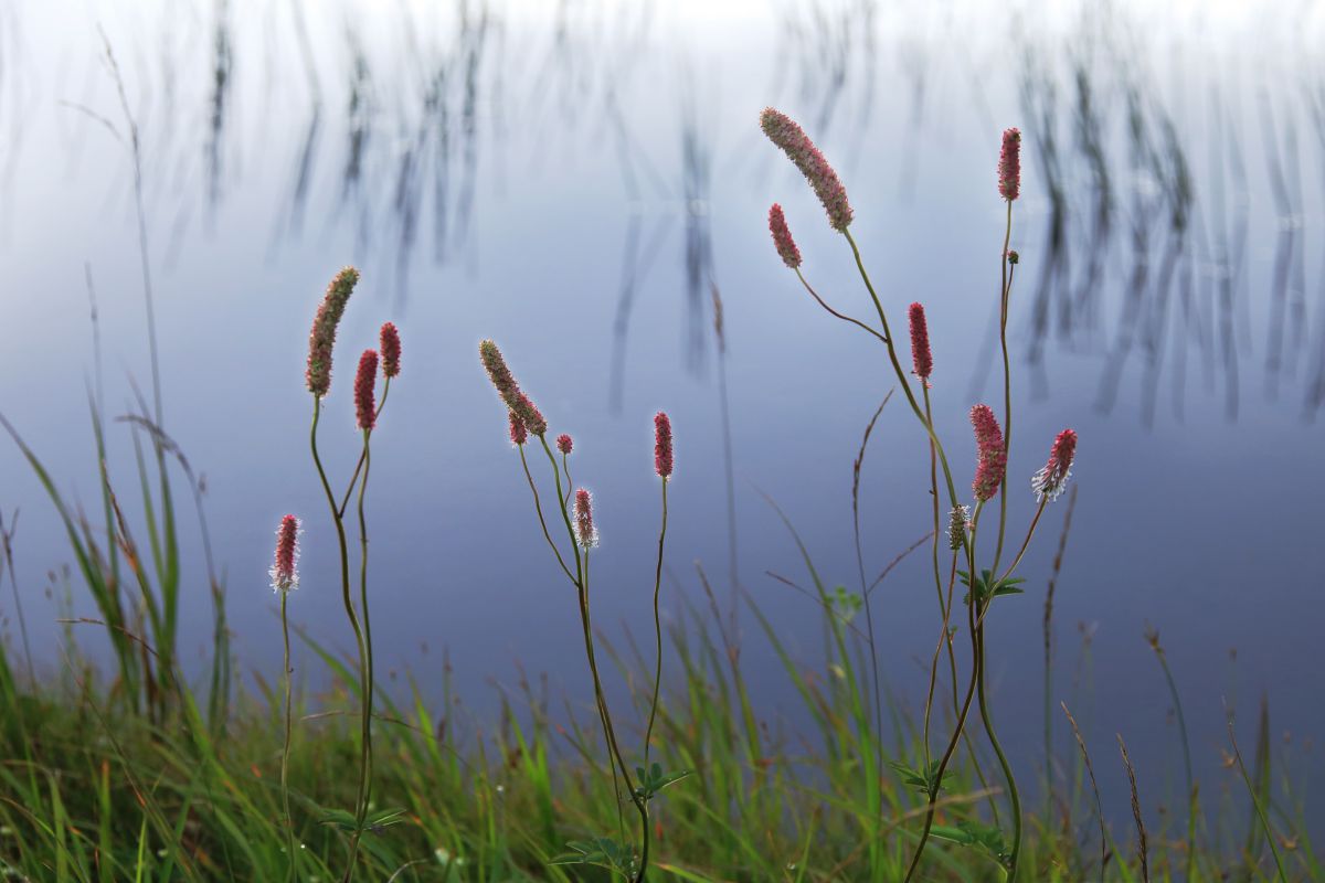 ー シロバナトウチソウ ー 植物 花 花びら Ganref