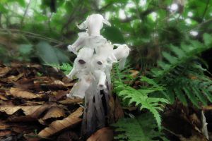 山野草に魅せられて月山 ー ウズラバハクサンチドリ ー | GANREF