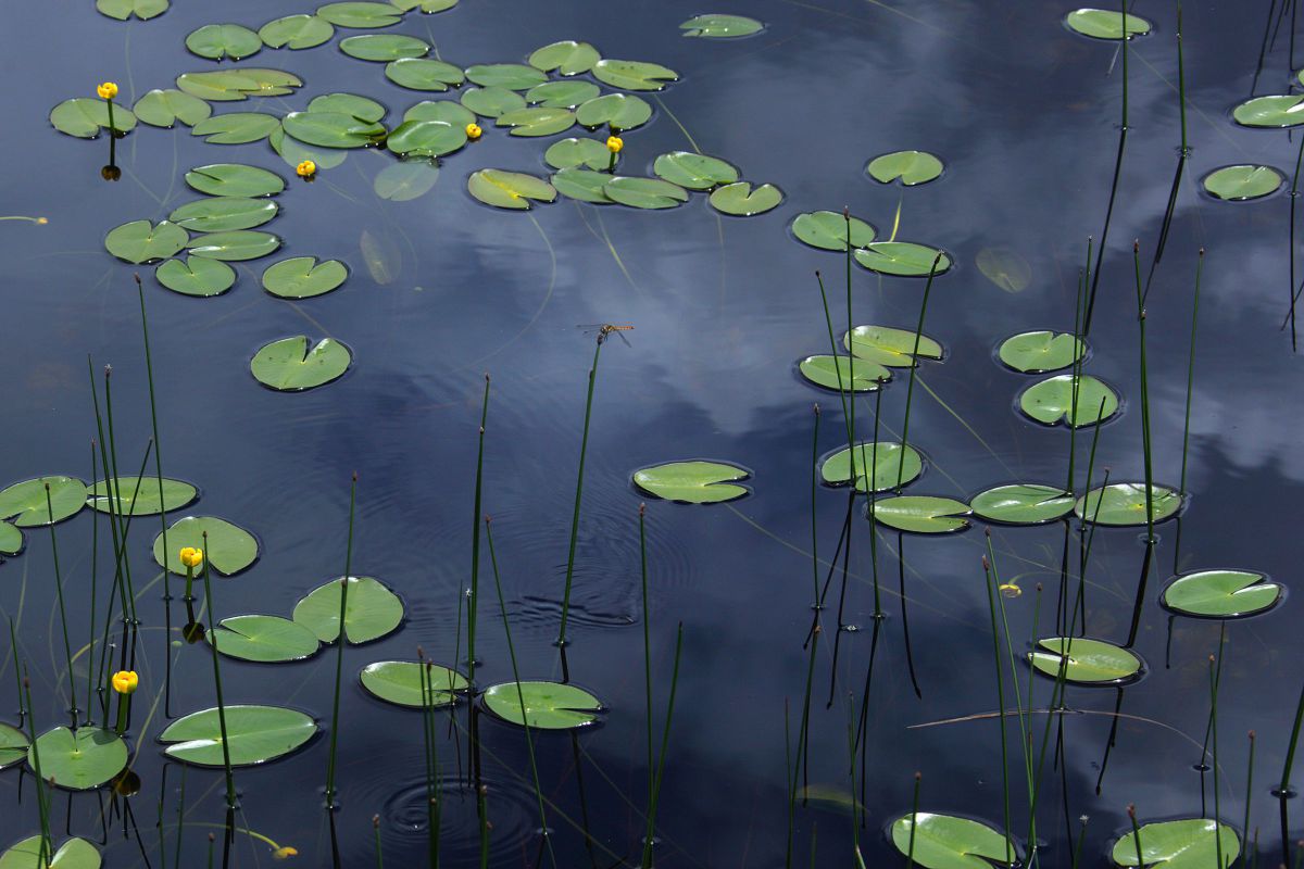 ー オゼコウホネ ー 月山弥陀ヶ原 池塘 植物 花 花びら Ganref