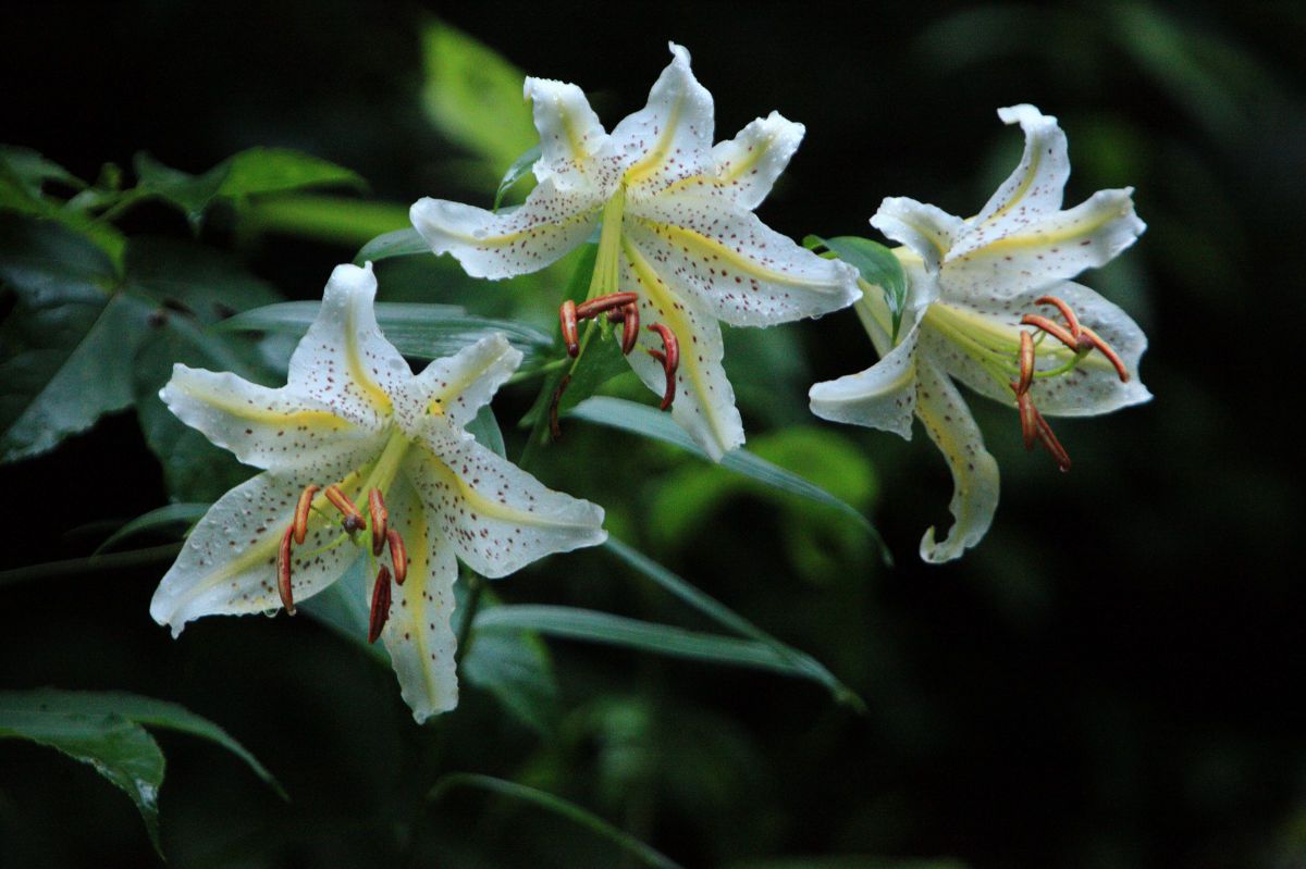 ー ヤマユリー GANREF