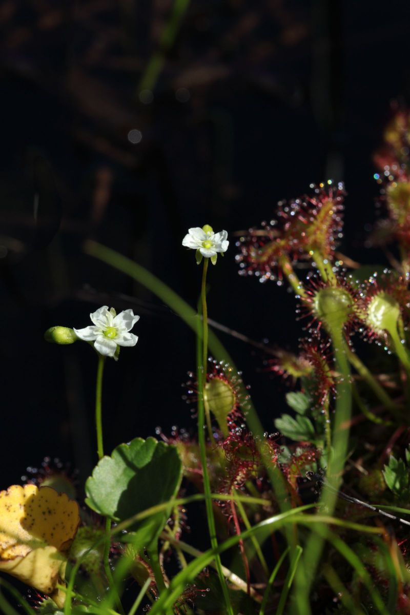 ー モウセンゴケの花 ー 月山池塘 植物 花 花びら Ganref ー モウセンゴケの花 ー 月山池塘 植物 花 花びら Ganref