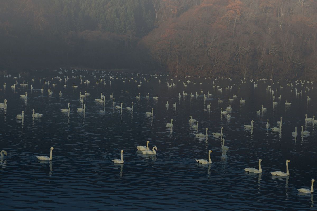 ー 白鳥たちの朝 ー | GANREF