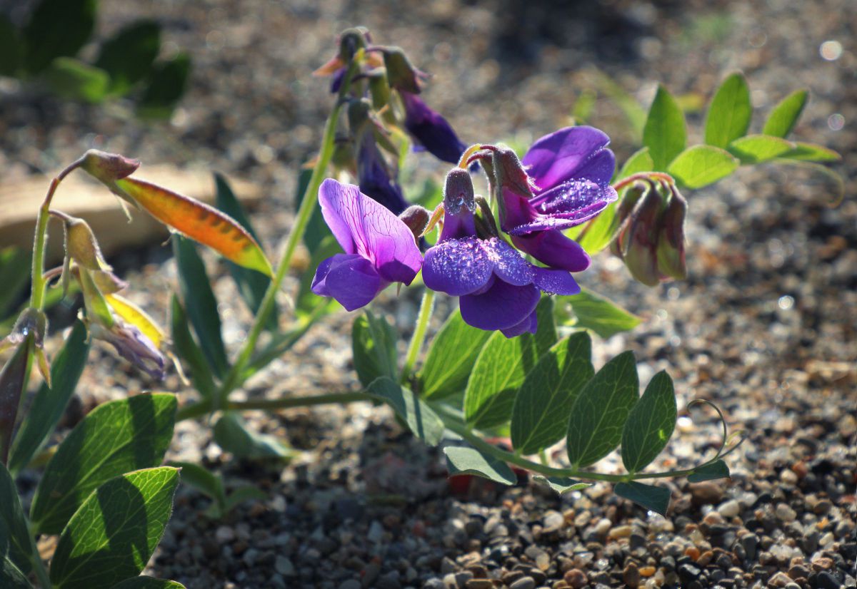 ー ハマエンドウ ー 浜辺の花 植物 花 花びら Ganref