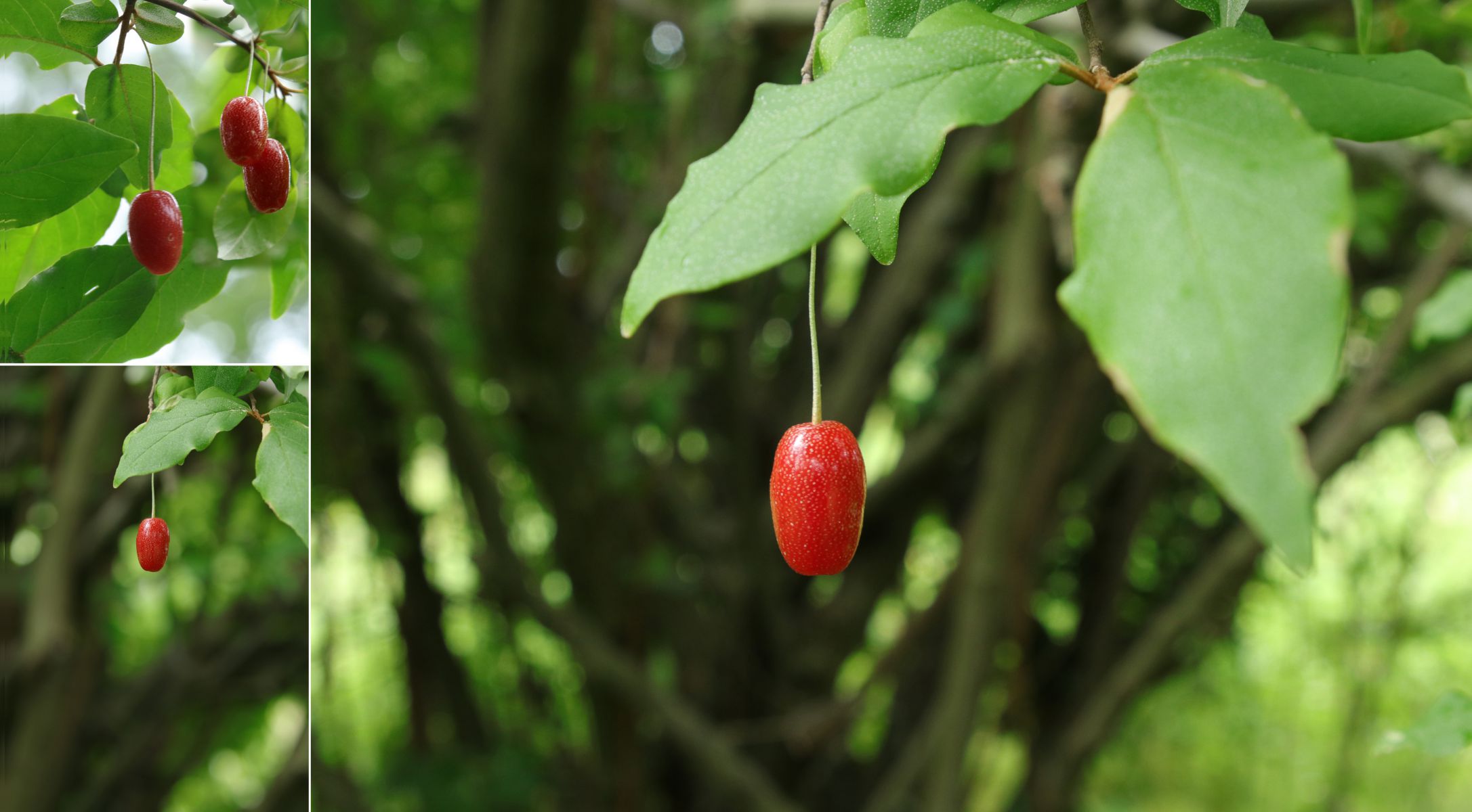 ー 大きなグミの木 ダイオウグミ ー 植物 実 果実 Ganref