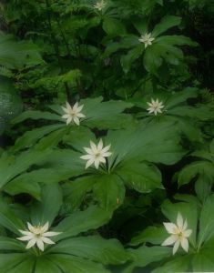 山野草に魅せられて月山 ー ウズラバハクサンチドリ ー | GANREF