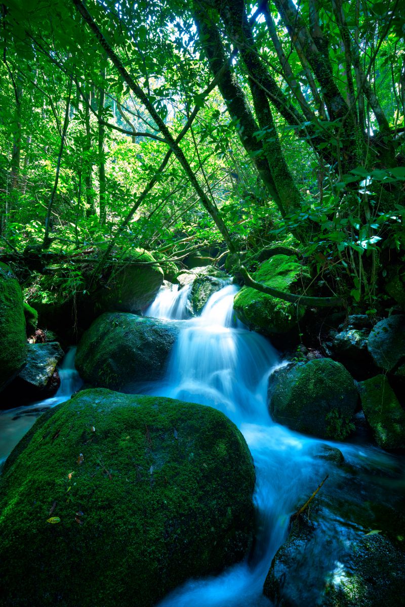 苔むす渓流 自然 風景 滝 Ganref