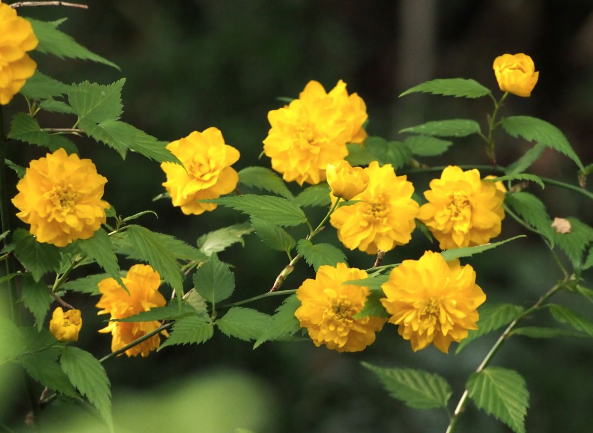 山吹の花が盛りです 植物 花 花びら Ganref