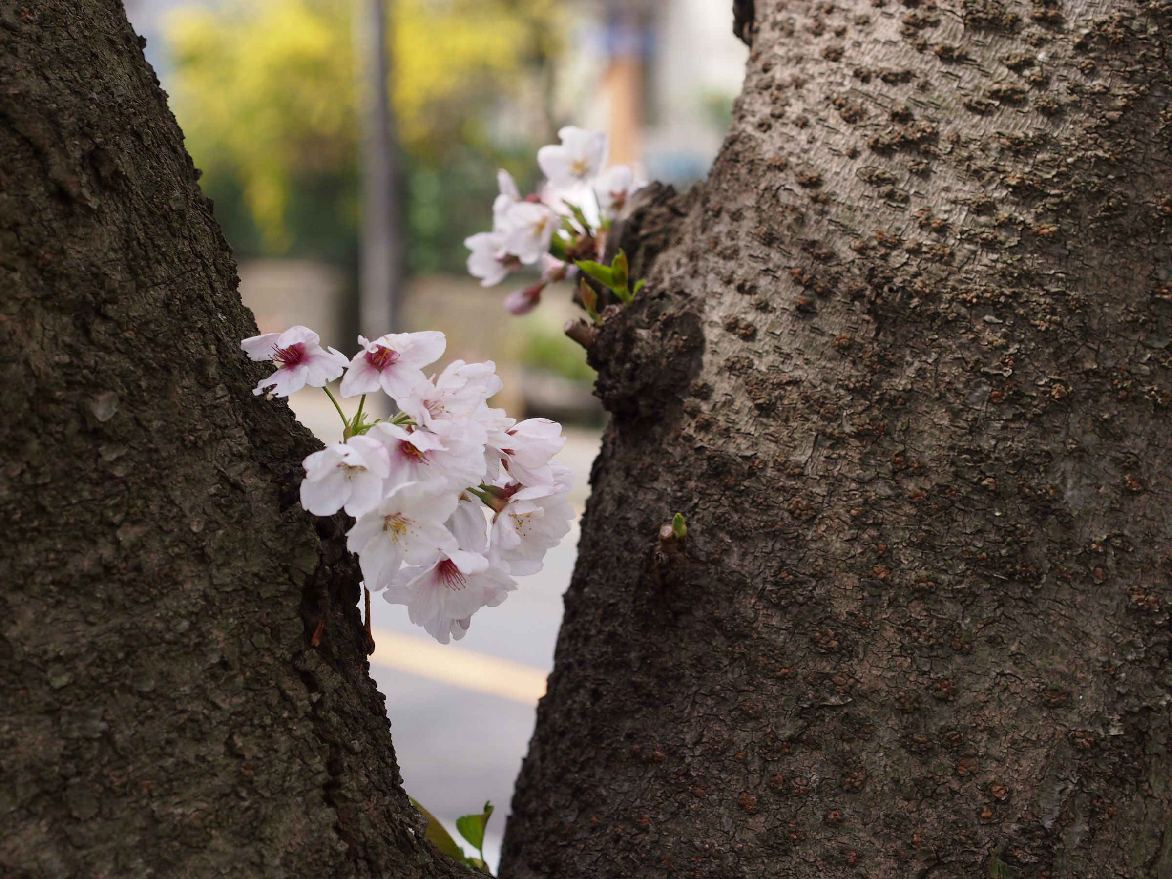 木の幹から直接咲く桜の花 | GANREF