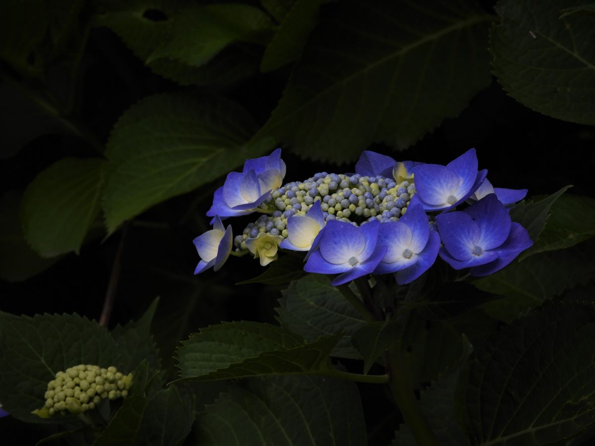 アジサイ 植物 花 花びら Ganref