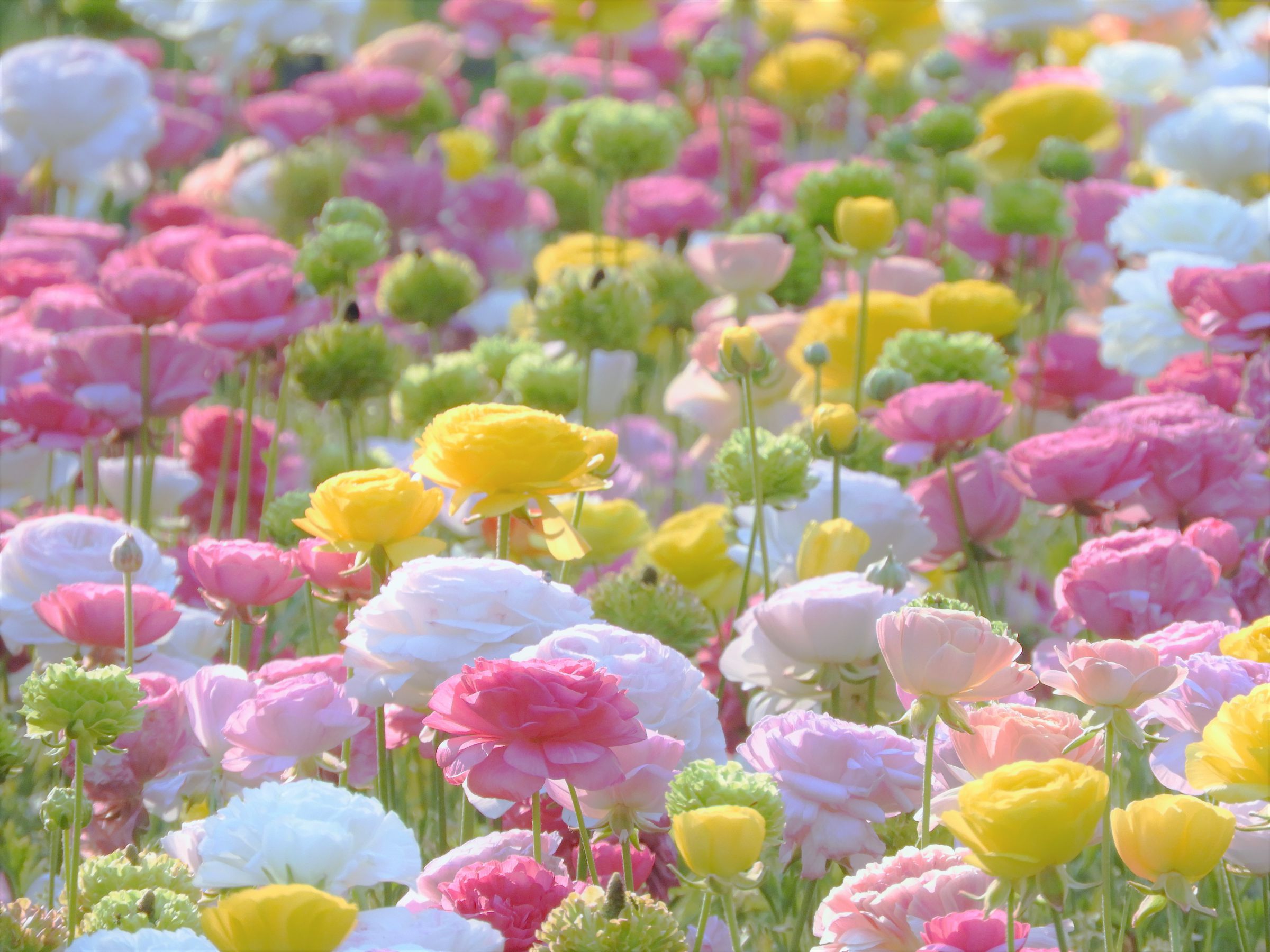 パステルカラーのお花達 村上隆 パステルカラーのお花達 版画 Takashi Murakami zingaro