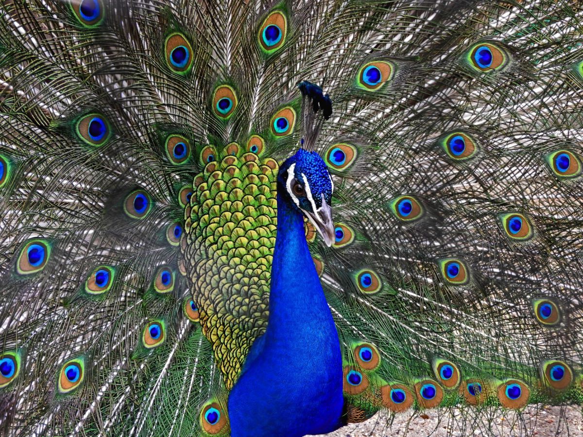 孔雀 動物 鳥類 Ganref