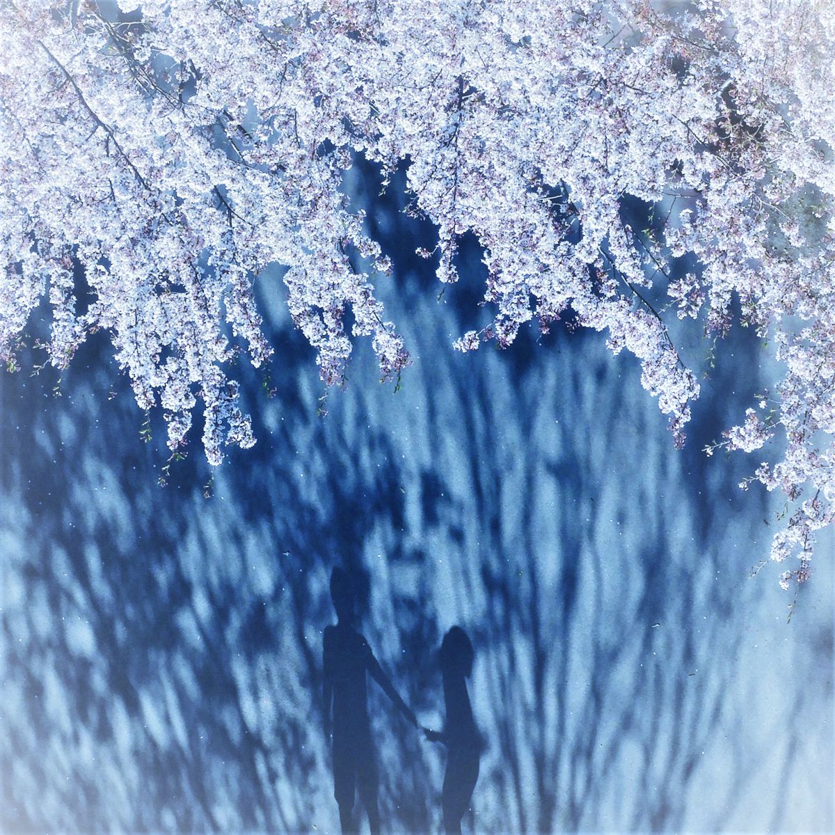 COOLPIX B700で撮影された写真 | 写真検索 | GANREF
