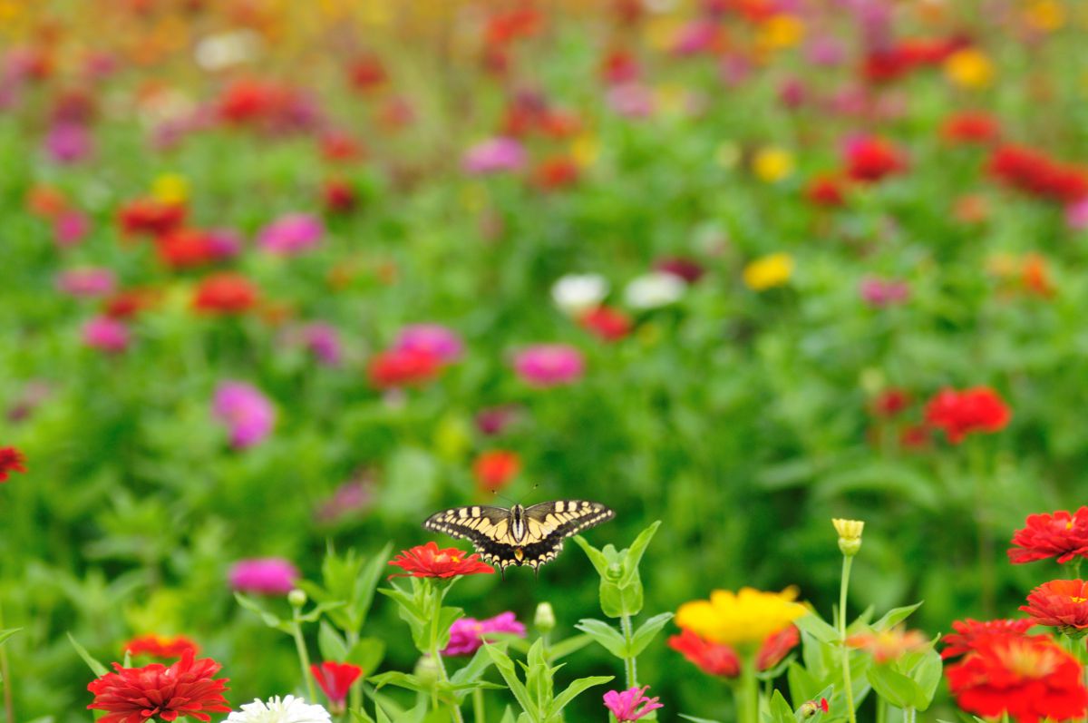 ちょうちょの背中 動物 虫 昆虫 Ganref