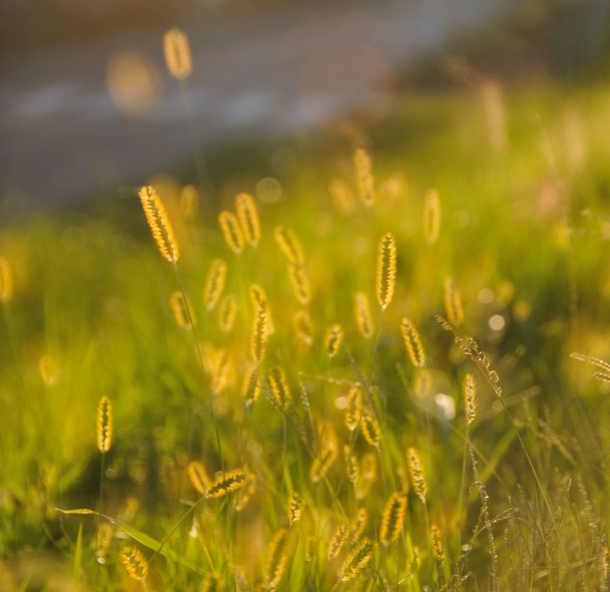 ほわほわ キラキラ ふわふわ 植物 草 葉 芽 Ganref