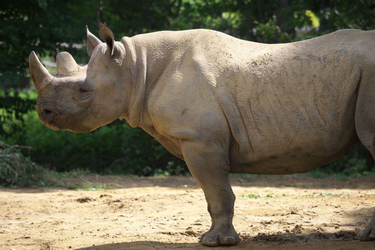 強い意志 動物 その他の陸の生物 Ganref 強い意志 動物 その他の陸の生物 Ganref