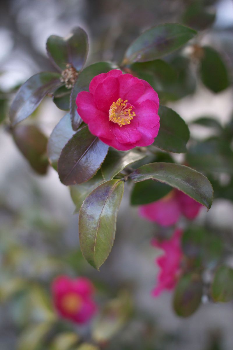 山茶花の咲くころ 植物 花 花びら Ganref