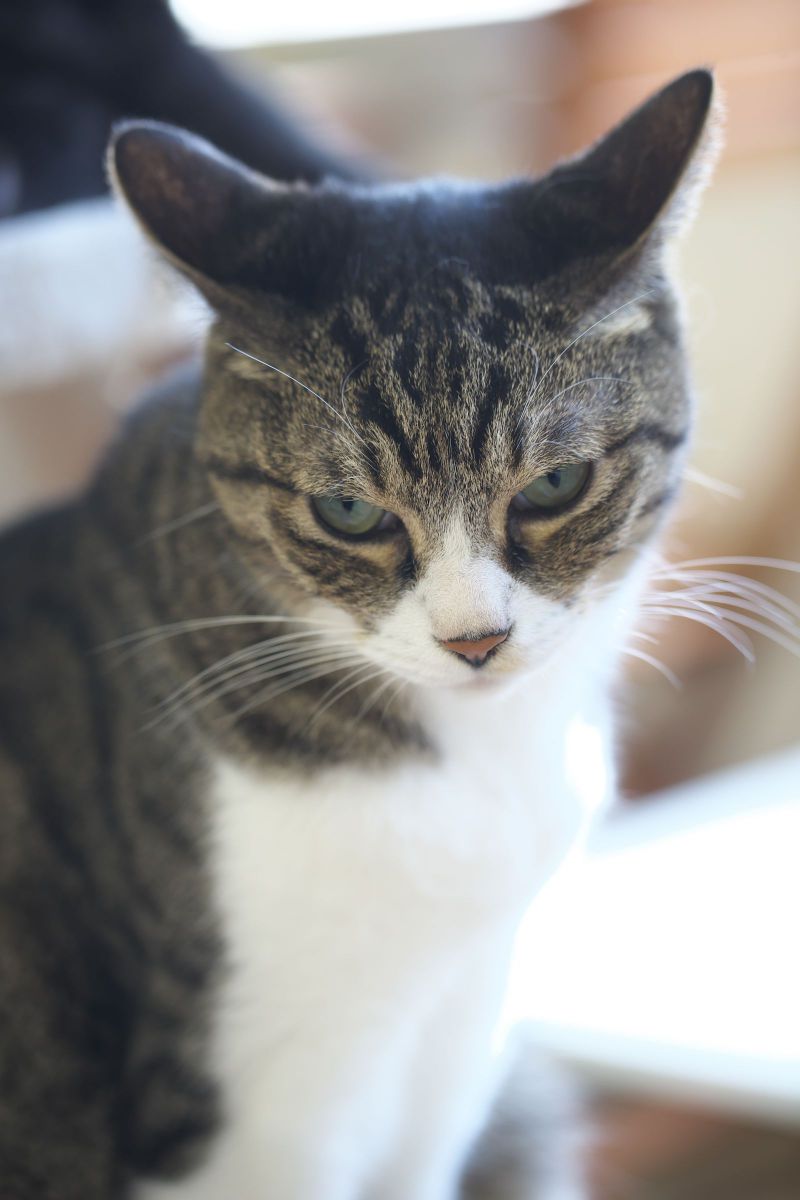 ガンくれてんじぇねぞ メ 動物 猫 Ganref