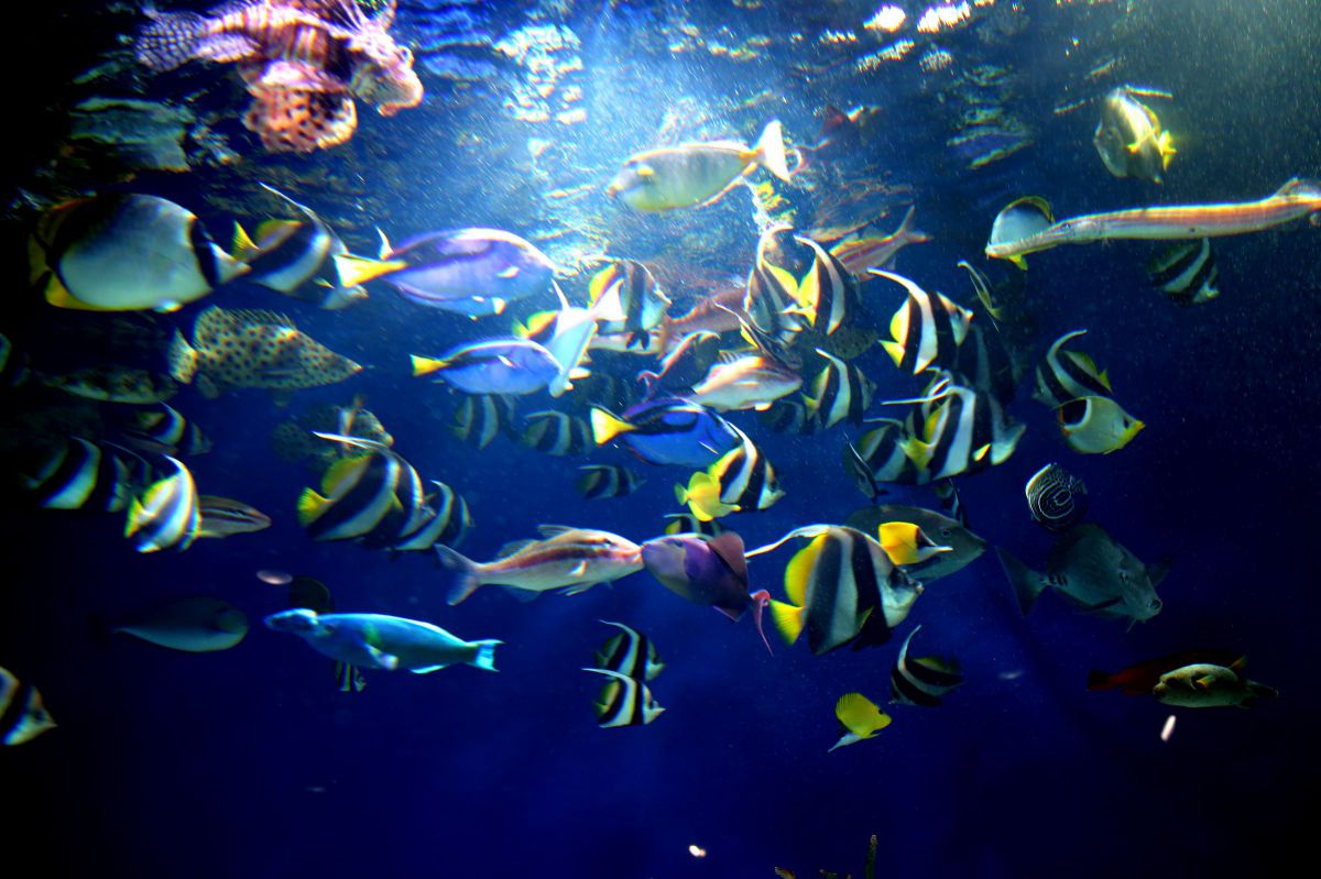 タイやヒラメの舞い踊り♪ GANREF