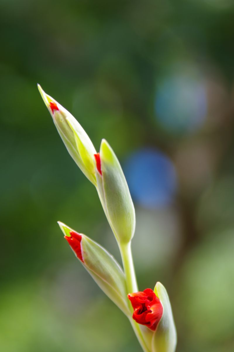 蕾 植物 花 花びら Ganref
