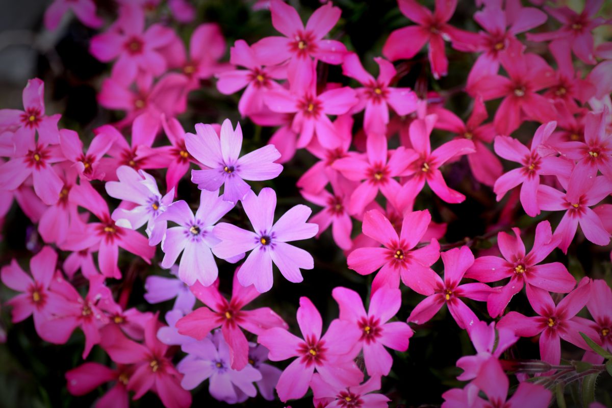 花弁の群れ 植物 花 花びら Ganref