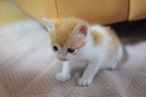 ちびねこ　0831 面白いやつばかり！ちびキャラ全9種の性能とお得な本能を解説