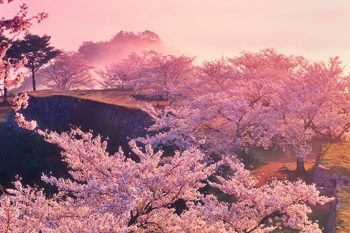 天上桜 春色の宴に 自然 風景 空 雲 Ganref