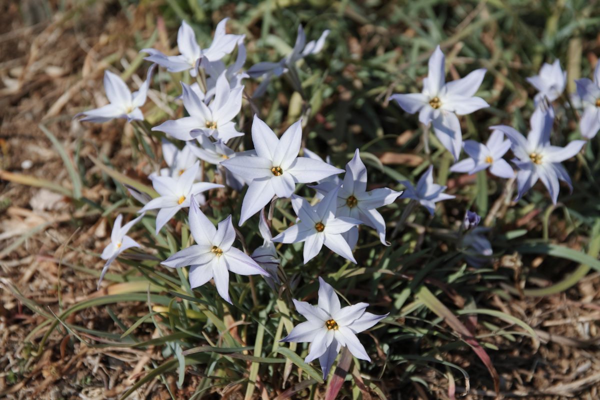 イエイオン 植物 花 花びら Ganref イエイオン 植物 花 花びら Ganref