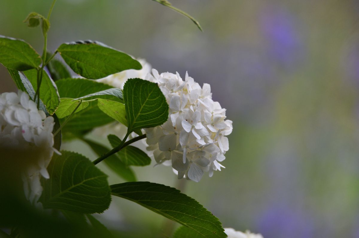 白の紫陽花 植物 花 花びら Ganref