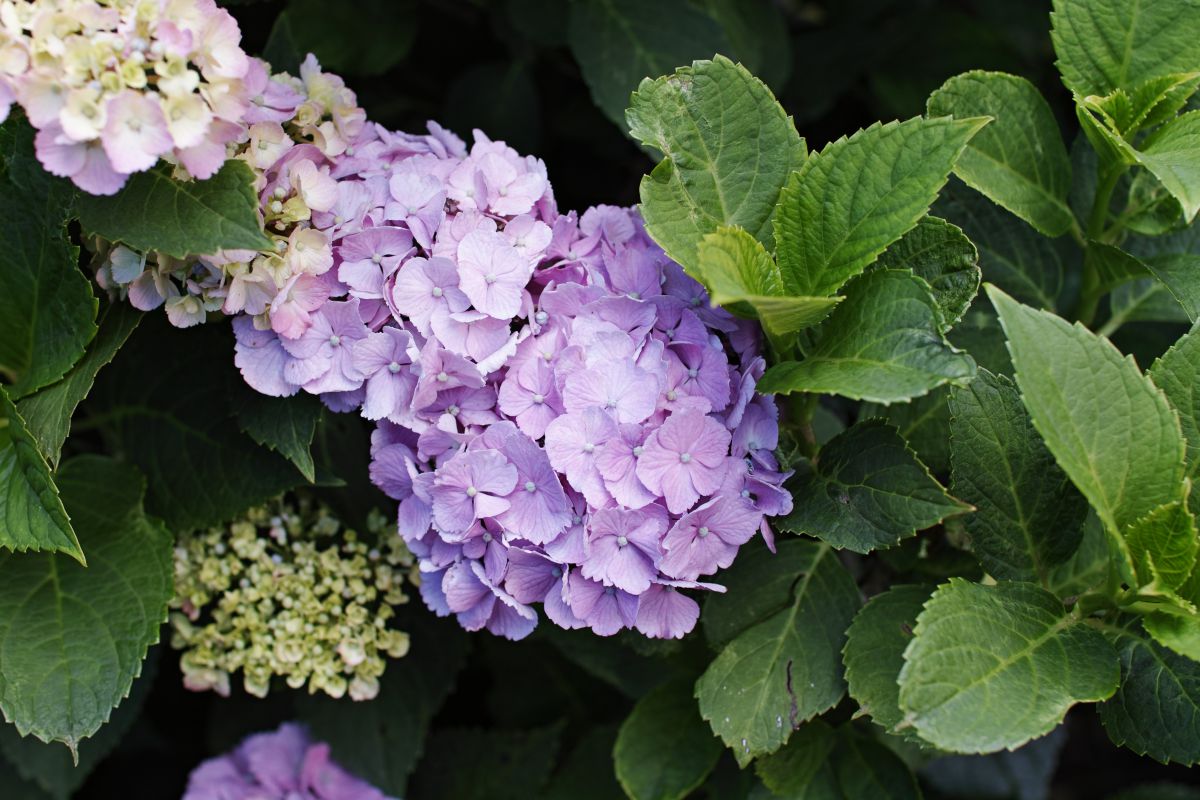 七変化 植物 花 花びら Ganref