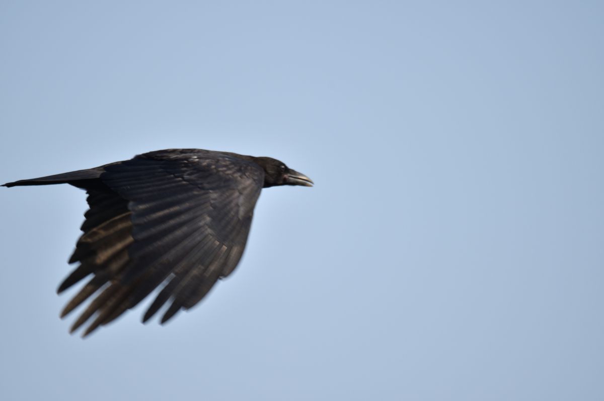 カラス飛ぶ 動物 鳥類 Ganref