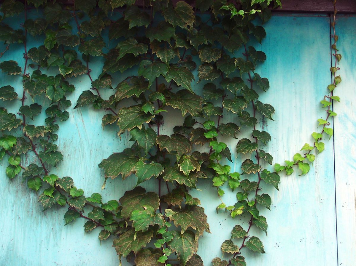 Light blue walls and leaves | GANREF