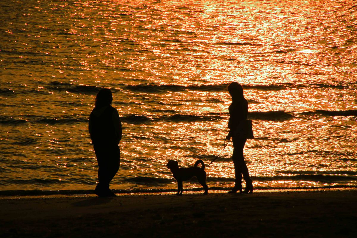 夕景の海岸を犬と散歩 人物 若者 Ganref