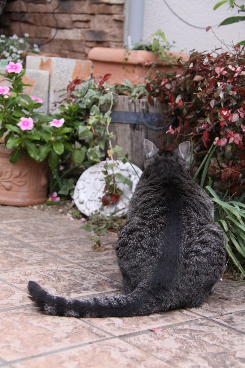 マミ散歩 動物 猫 Ganref