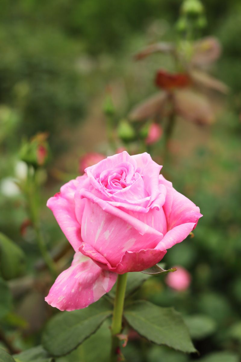 高貴な佇まい 植物 花 花びら Ganref 高貴な佇まい 植物 花 花びら Ganref