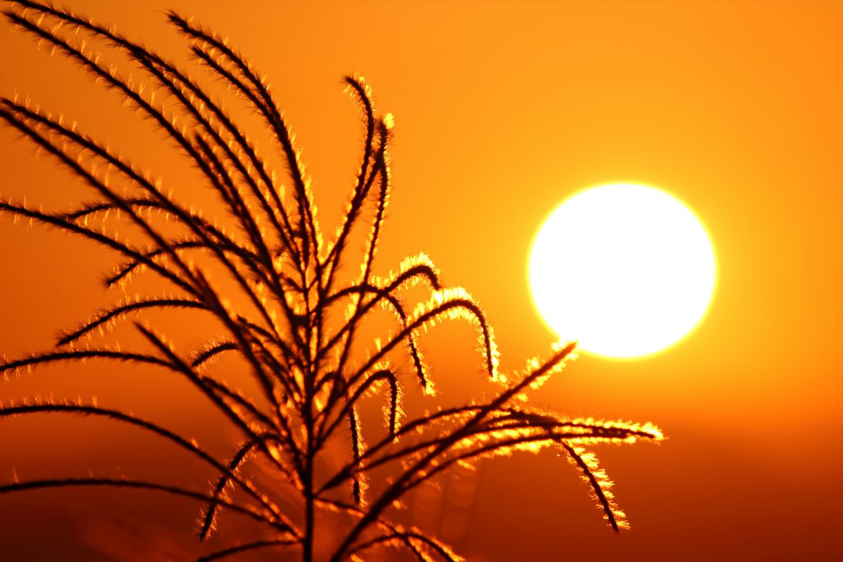 りんりのりこぱぱ ❣美しいボケ味❣EF-S 55-250mm IS II りんりのりこぱぱ ❣美しいボケ味❣EF-S 55-250mm IS II りんりのりこ