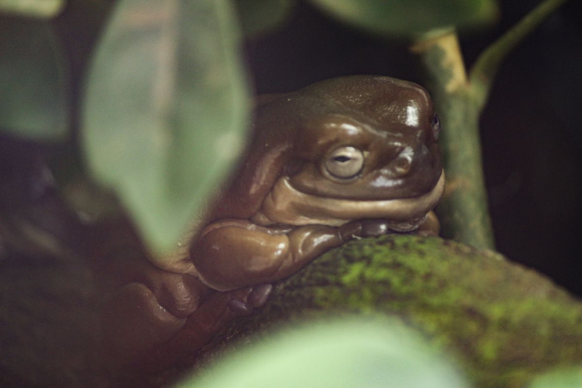 カエル 動物 爬虫類 両生類 Ganref