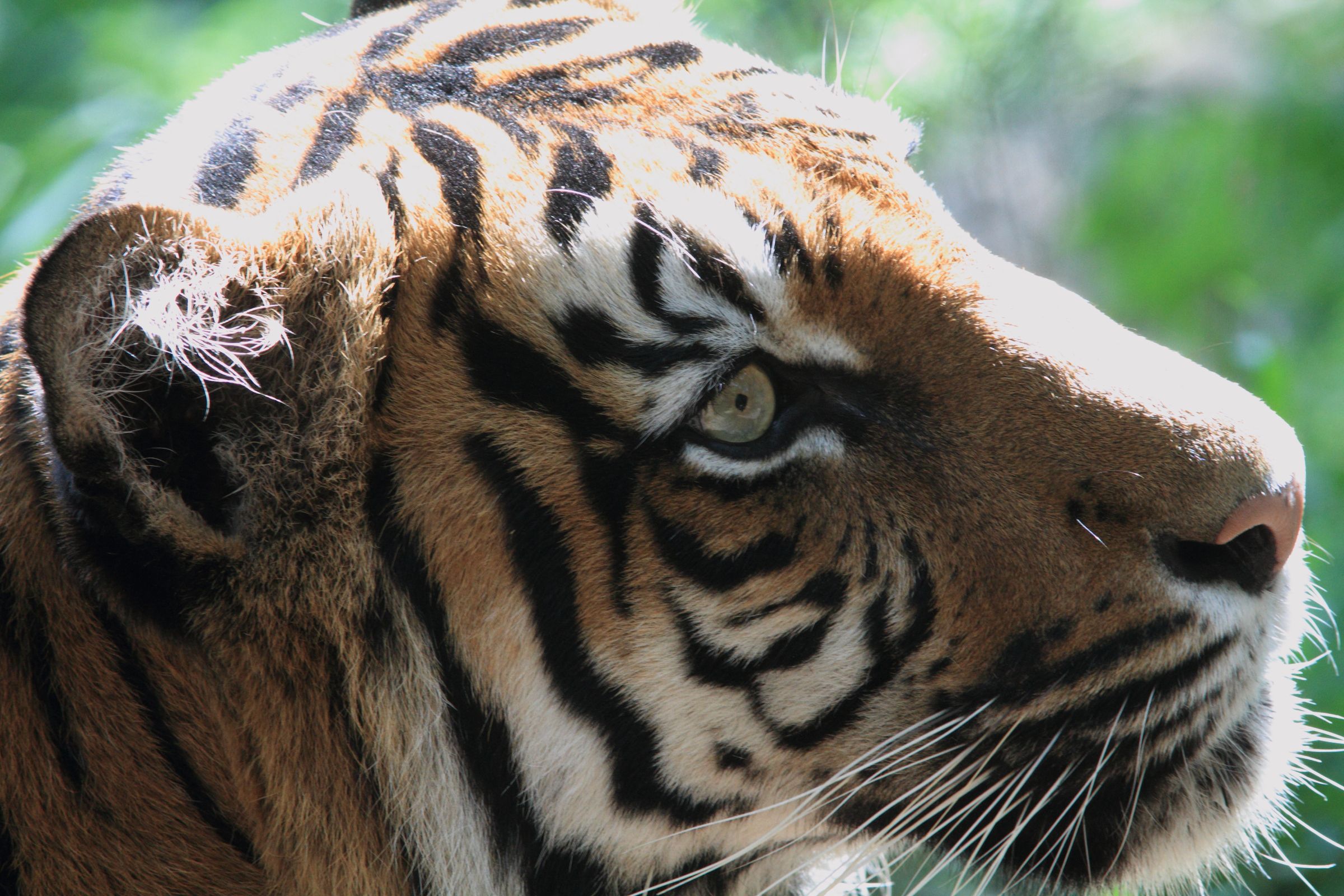 スマトラトラの横顔 | GANREF