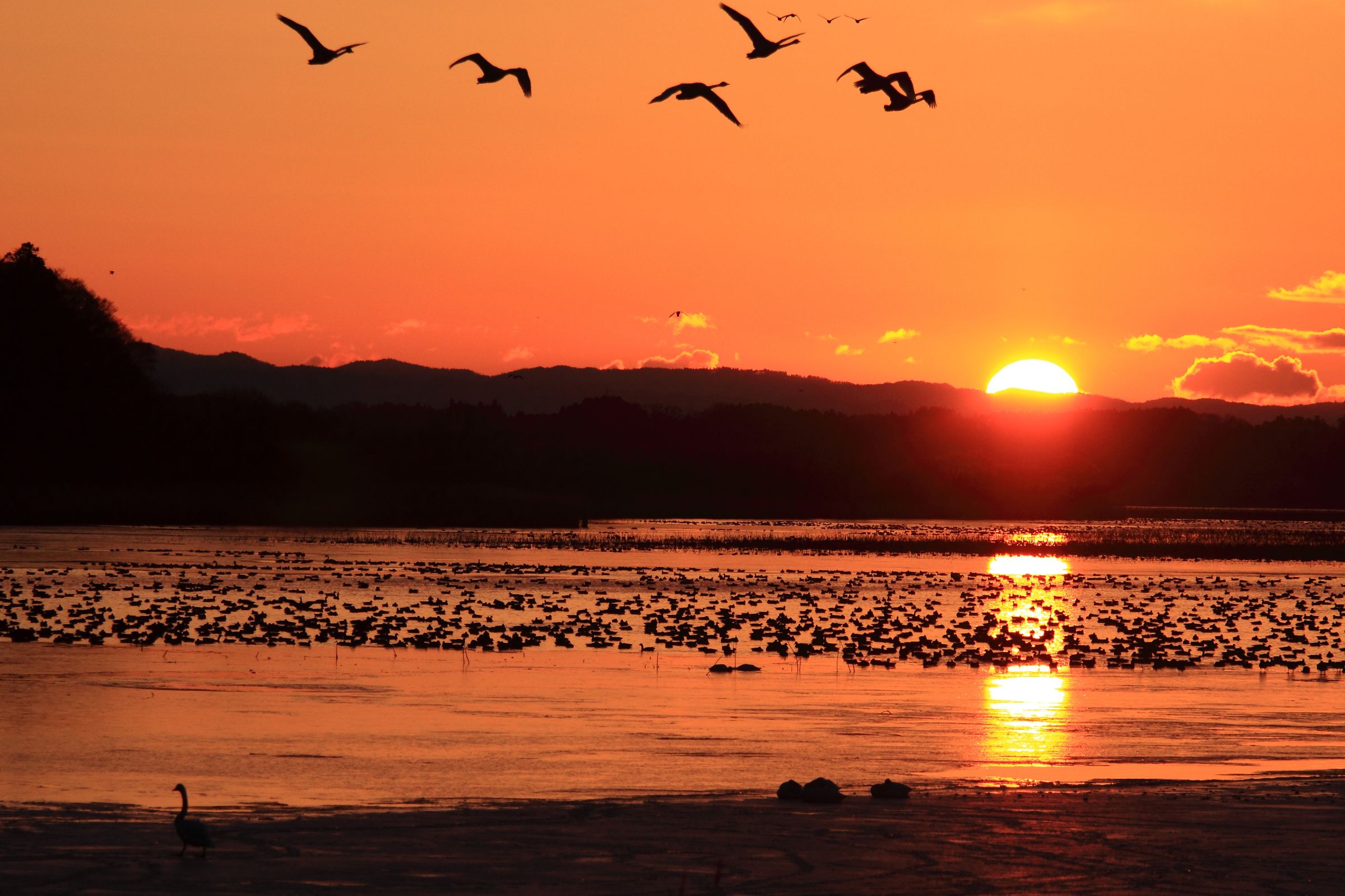 日の出 伊豆沼日の出 | GANREF