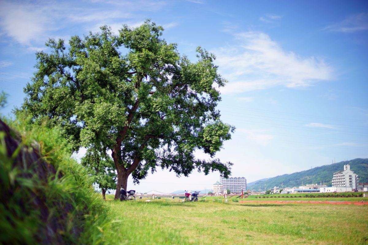 この木なんの木気になる木 自然 風景 河川 Ganref