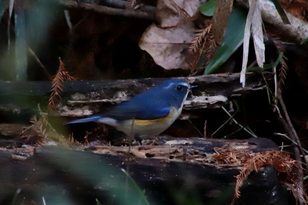 ルリビタキ GANREF