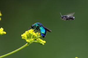 カルガモの親子専用ページ カルガモの親子専用ページ カルガモの親子専用ページ カルガモ