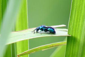 宝石蜂（jewel wasps）セイボウ | チャンネルF＋ クロバネセイボウ